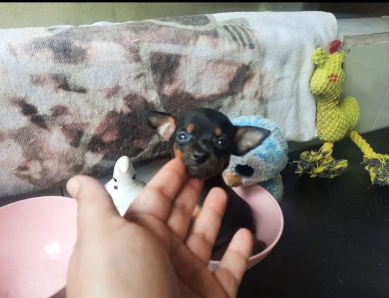 Pincher indos 00 acompanha garantia e kit filhote venha escolher o seu  - Foto 2