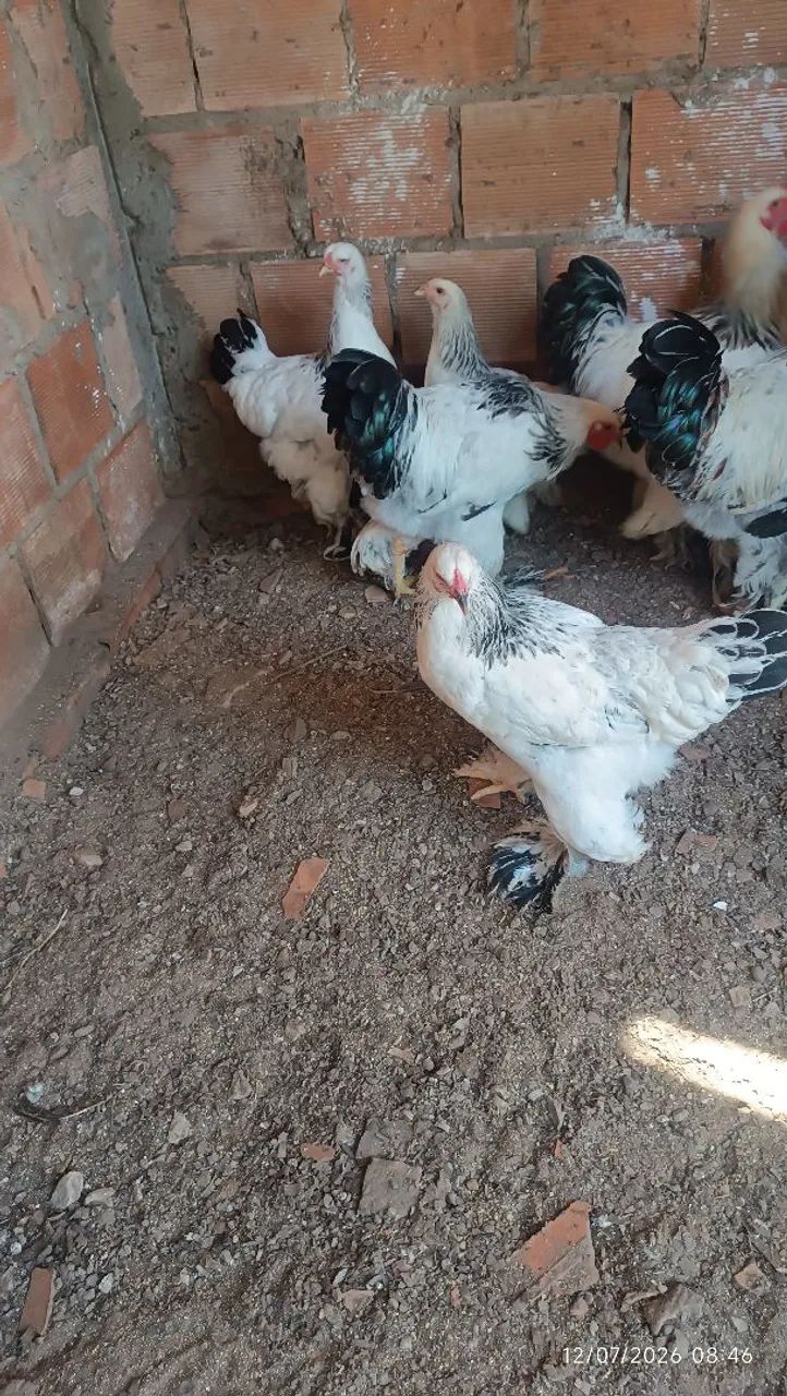 Frangos e frangas brahma - Foto 4