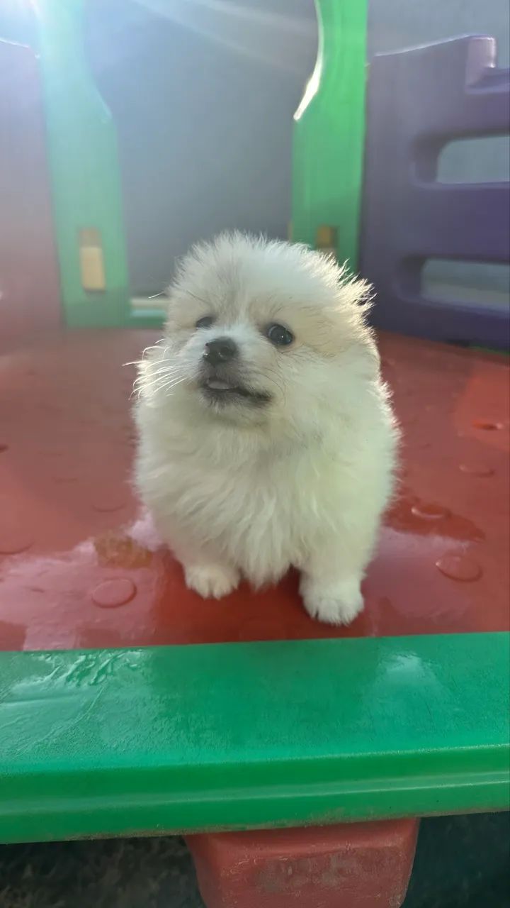 Spitz alemão macho  - Foto 2