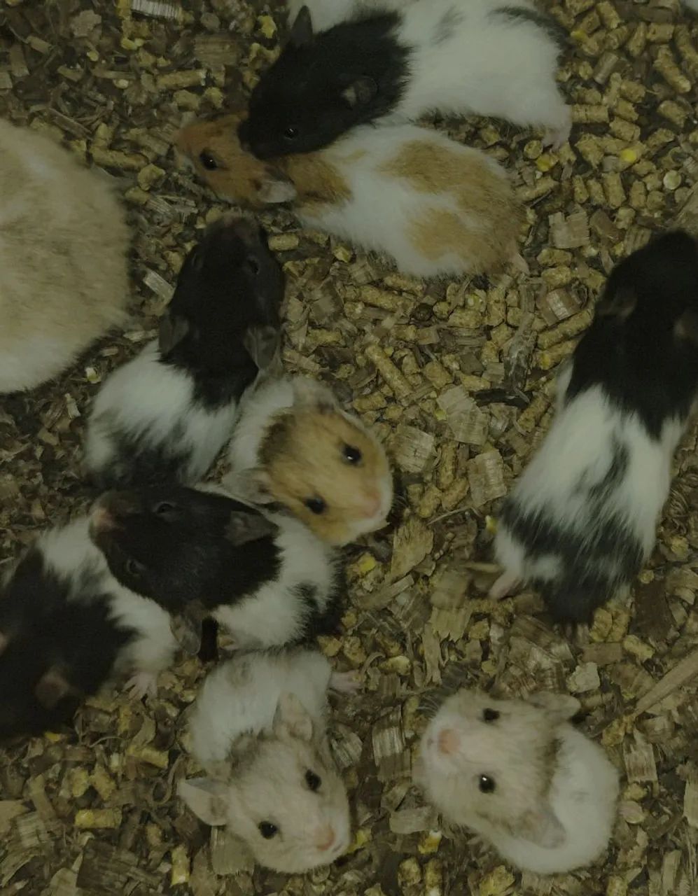 Hamster Sírio  - Foto 3