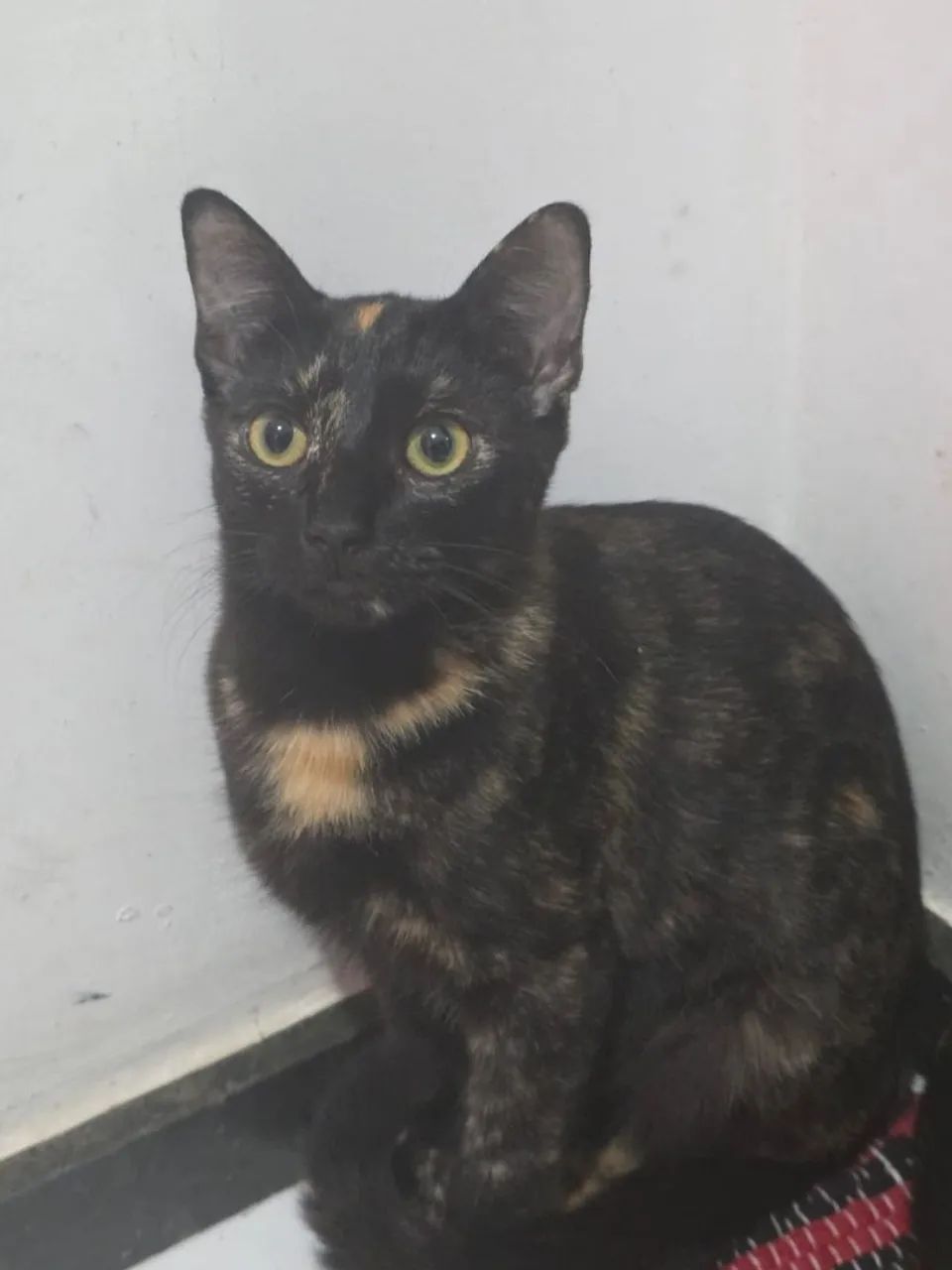 Doa si 3 gatinhas castradas - Foto 3