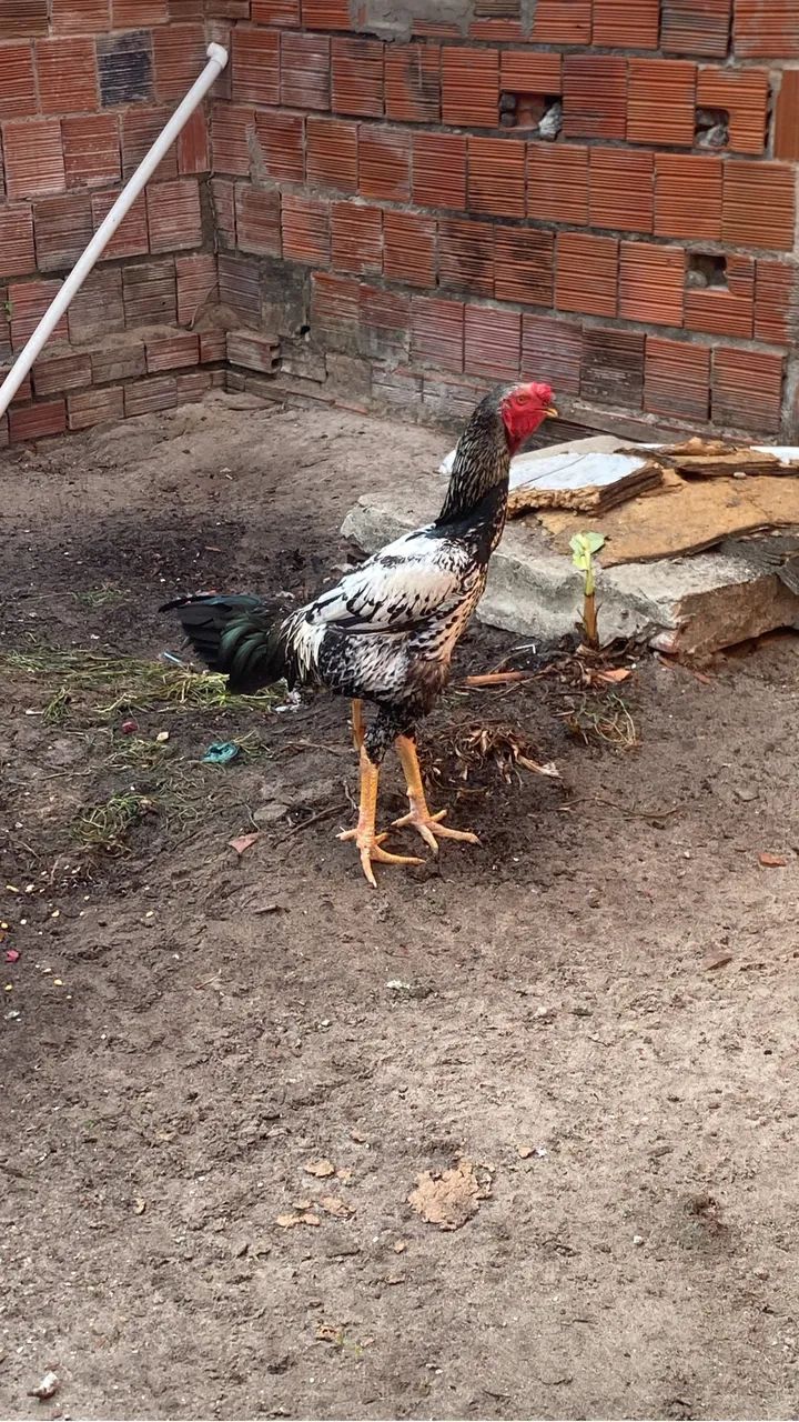 Galo índio gigante de 1 metro e 8 cm ótimo reprodutor, contato: *44