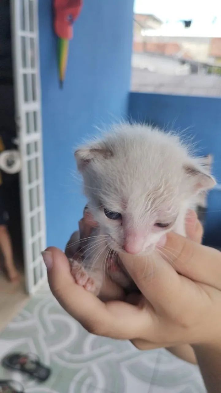 Doação de Gatinhos