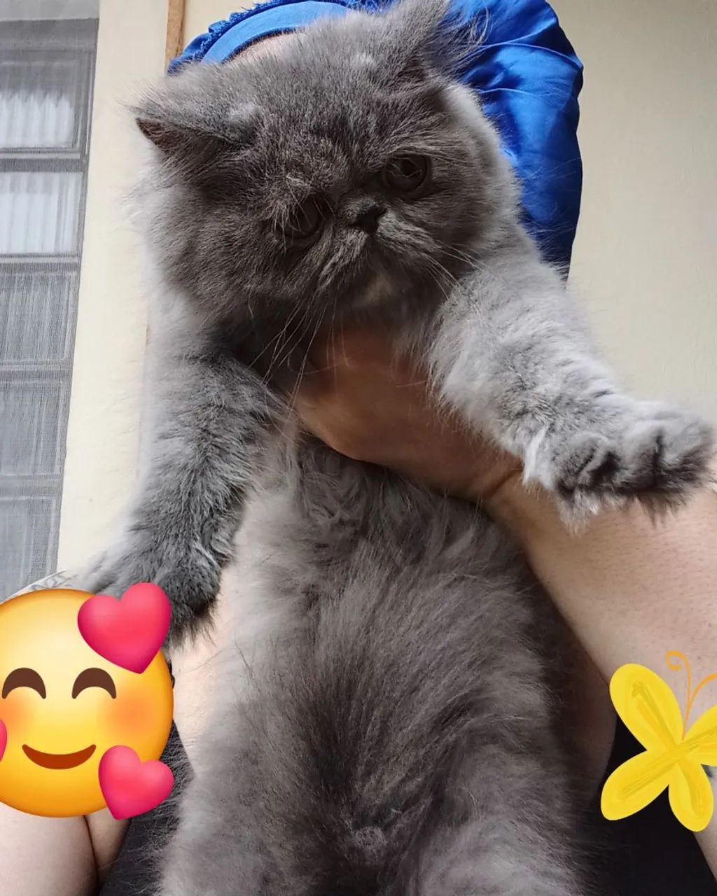 Gatas persa exotica  - Foto 2