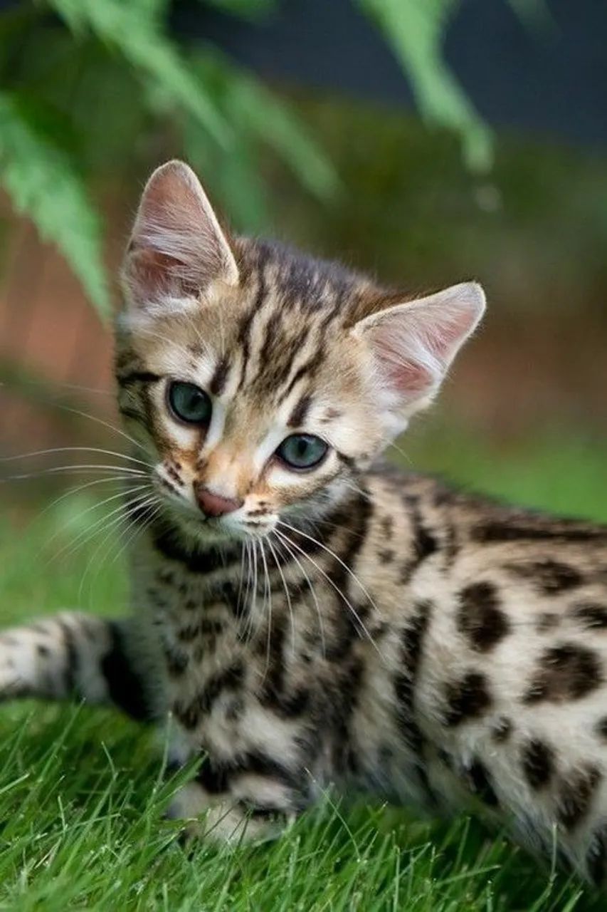 Bengal Filhotes 
