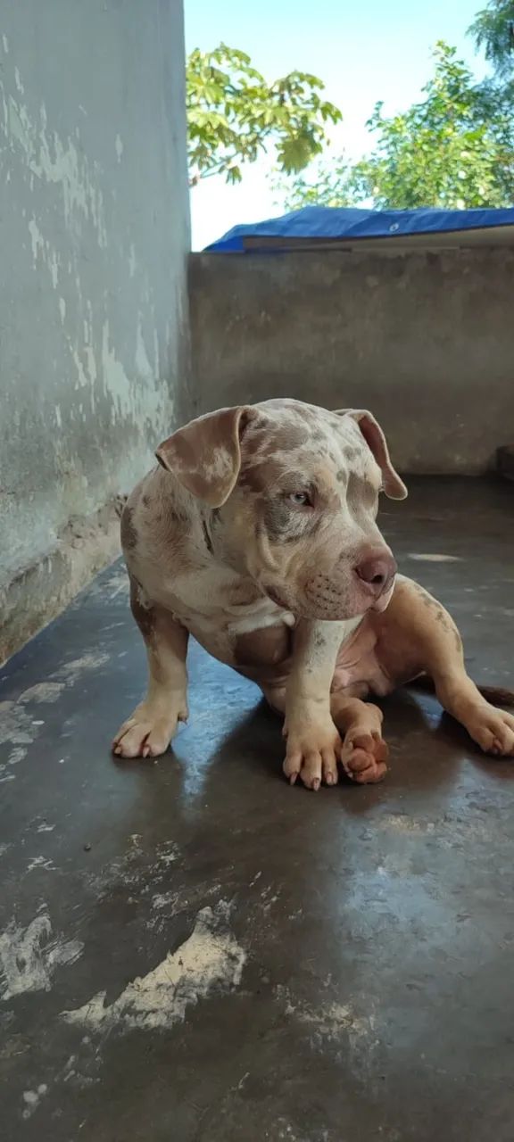 American Bully - Foto 5