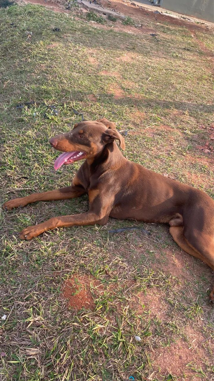 Dobermam  - Foto 3