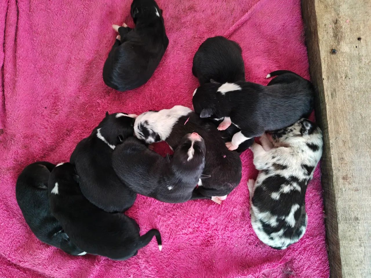 Filhotes de Border Collie  - Foto 2