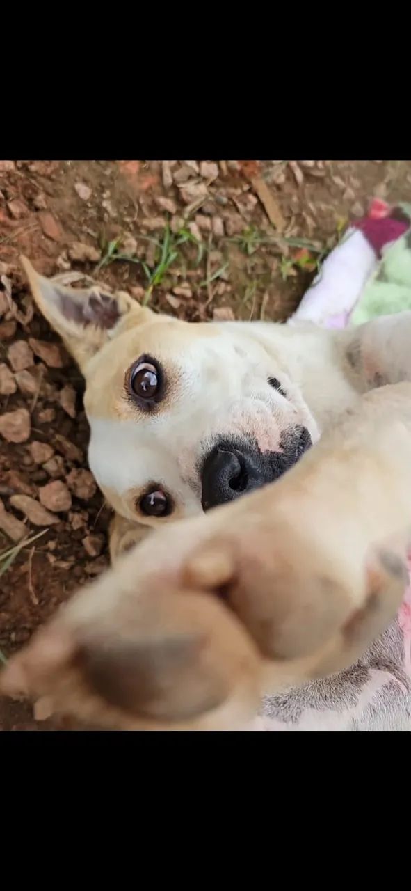 Cadela caramelo  - Foto 2