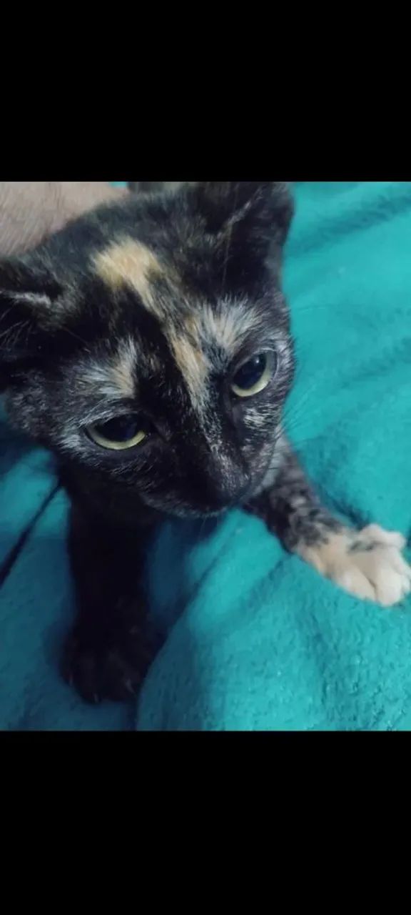 Gatinha para adoção - Foto 3