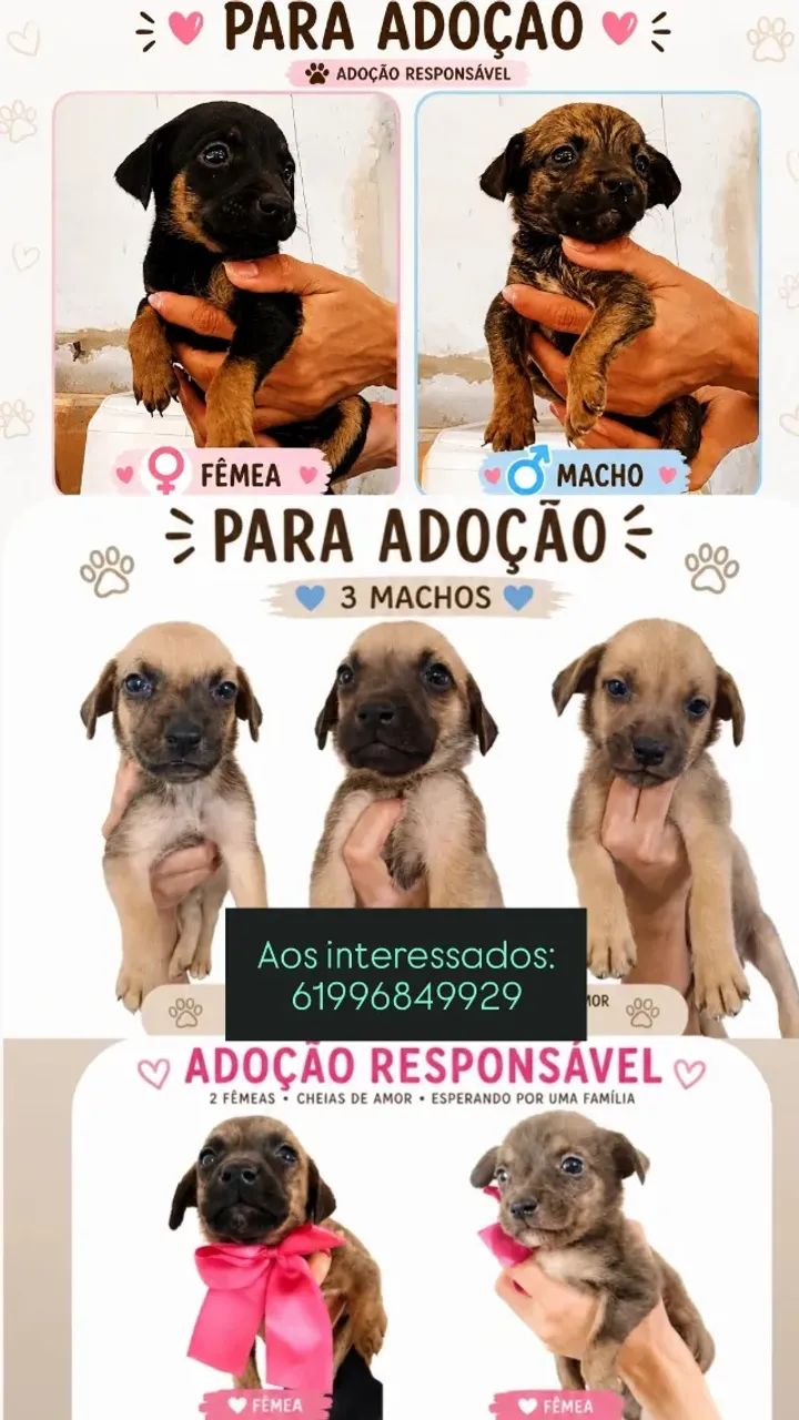 Adoção 