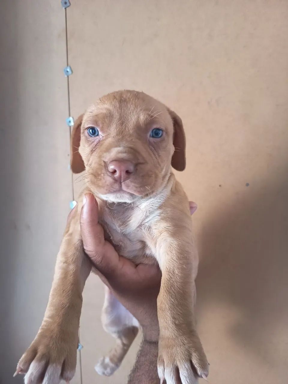 Filhote fêmea de Pitbull 