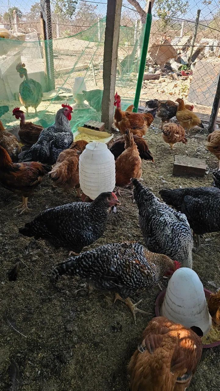 Frango Semi-Caipira - Foto 4
