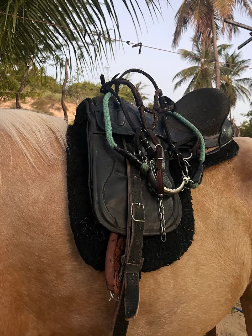 Cela para cavalo 