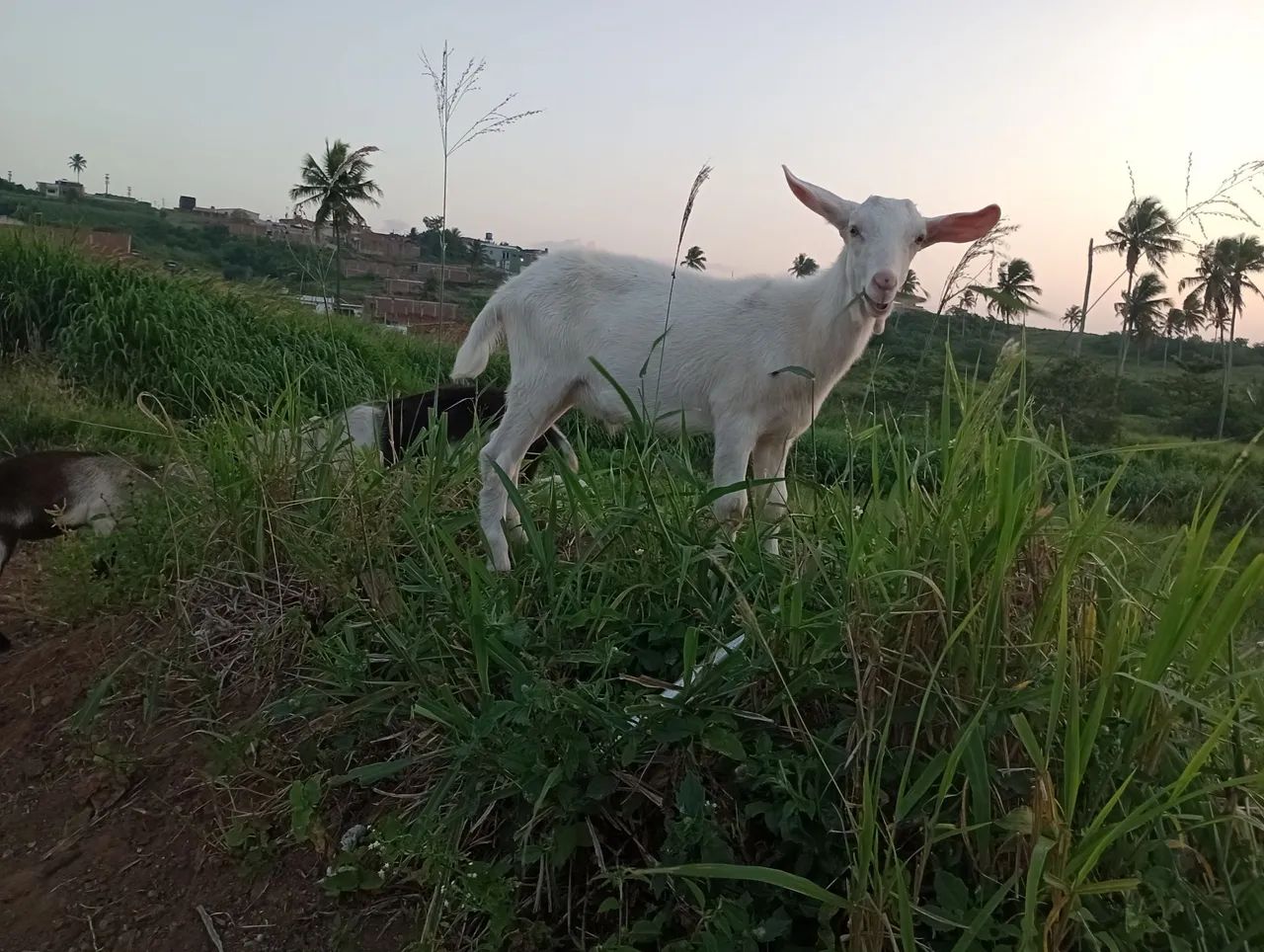 Cabras Lote  - Foto 2