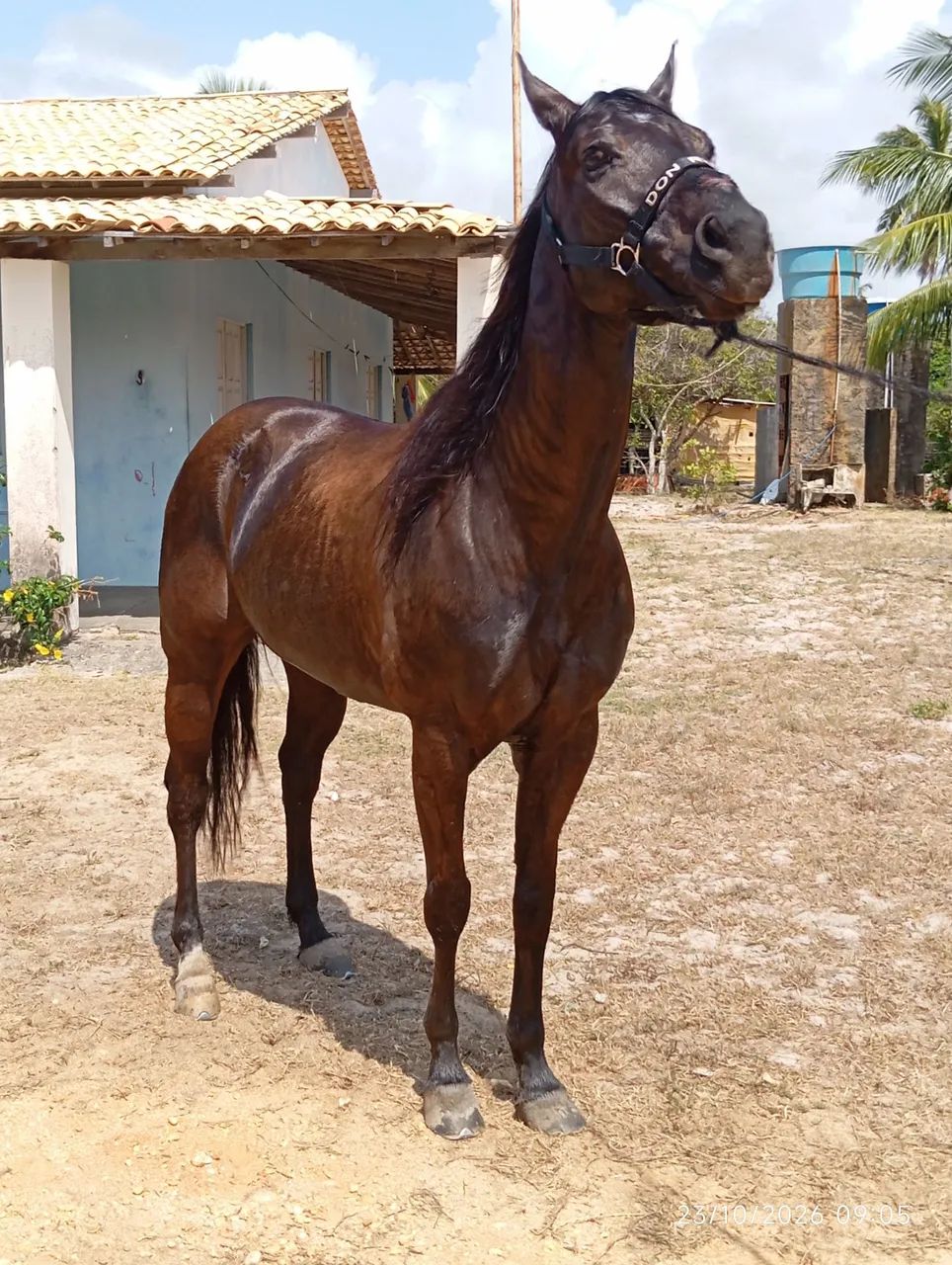 Cavalo QM - Foto 2