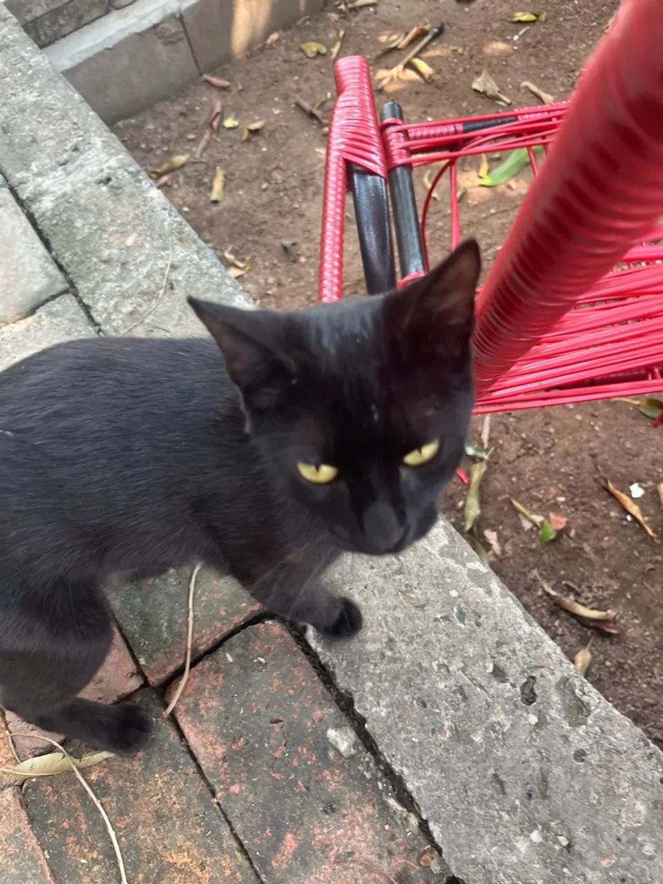 Doa-se gatinhas - Foto 2