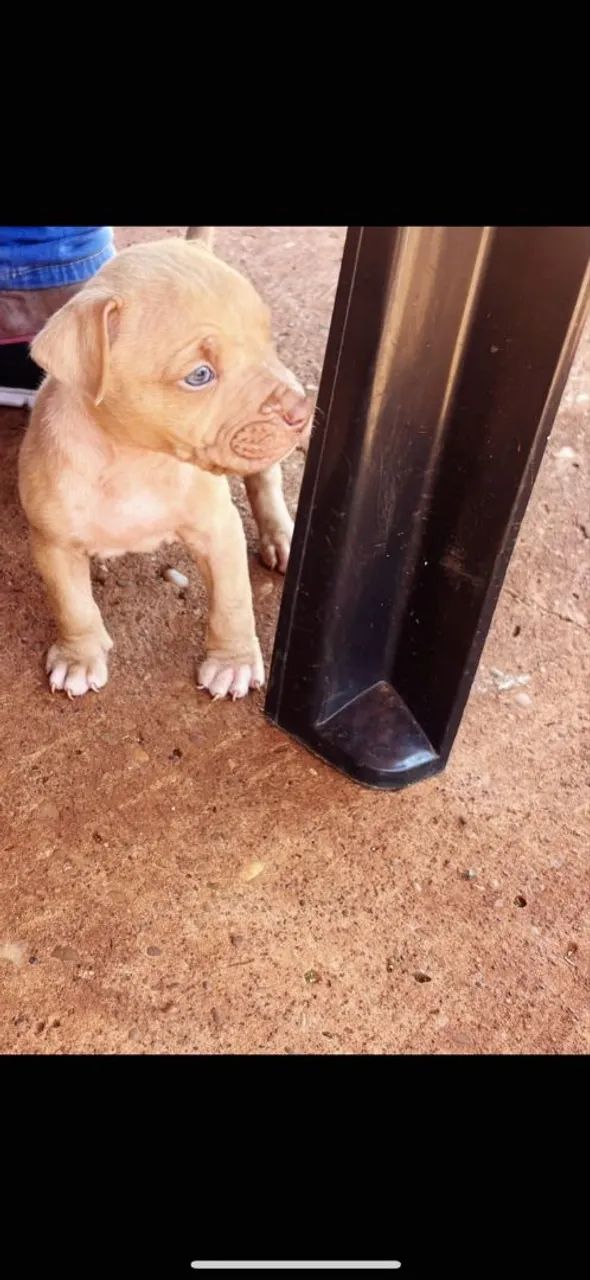 Filhote de Pitbull  - Foto 2
