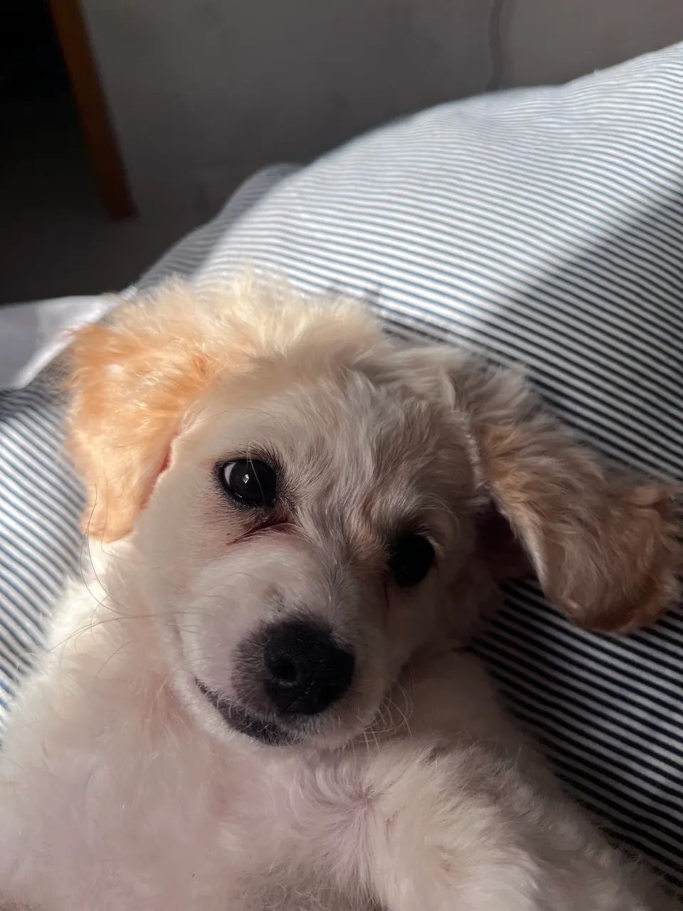 Vendo cachorra  - Foto 3