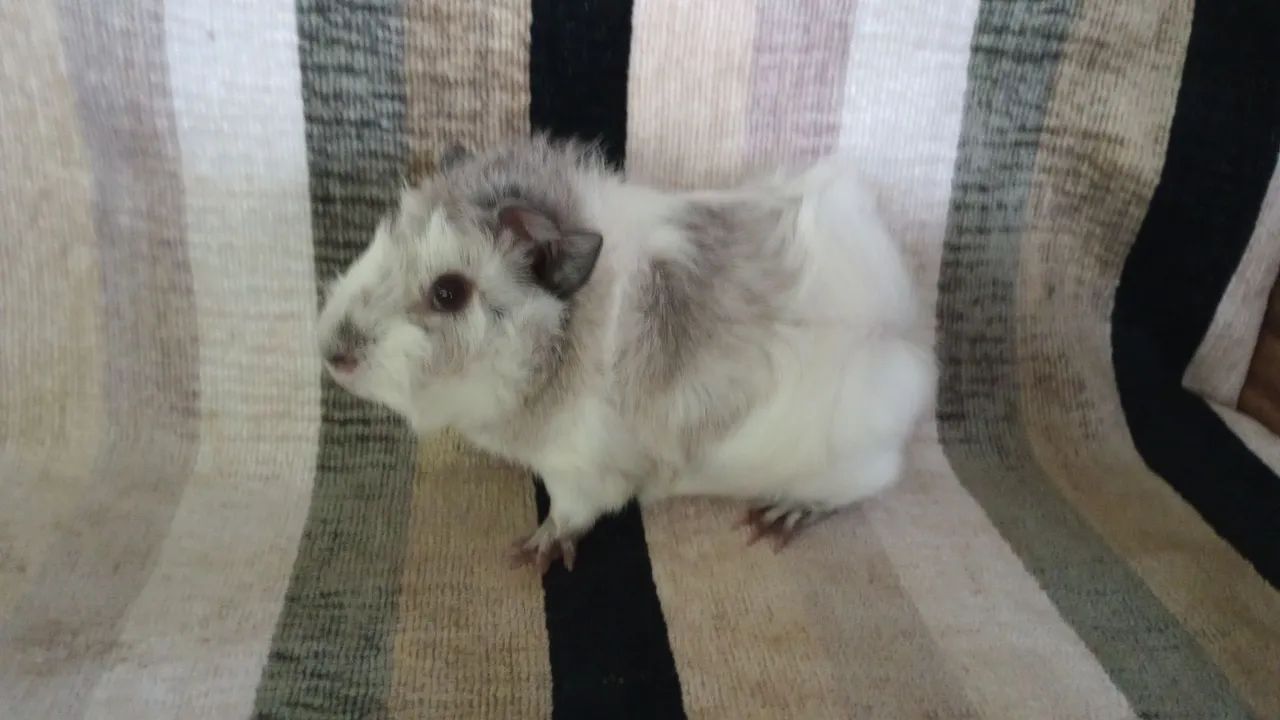 vendo - Foto 2
