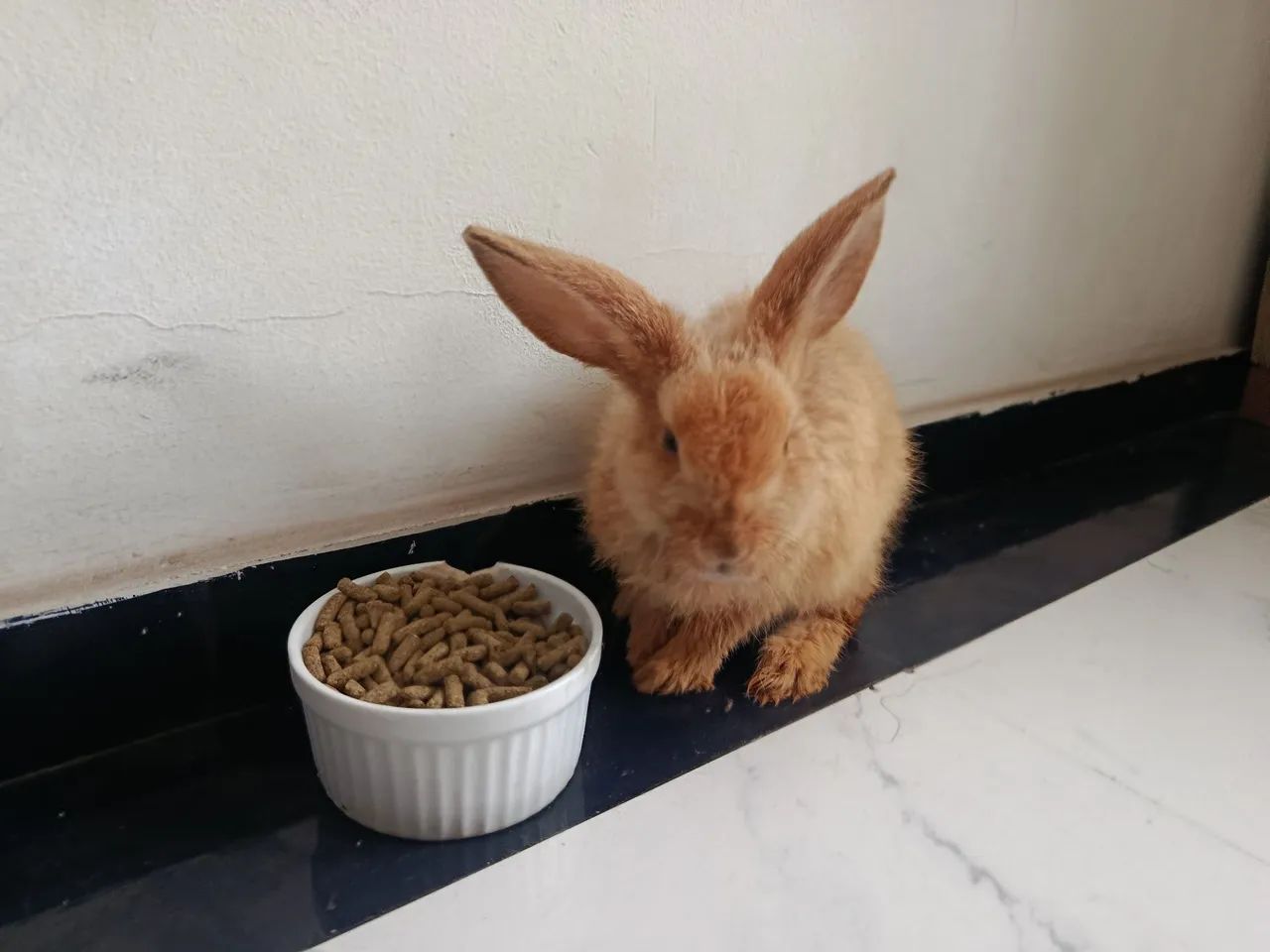 Coelho - Foto 4