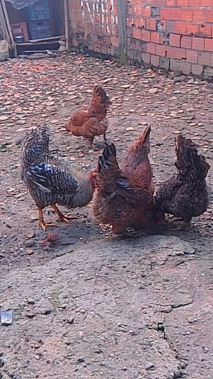 Galinhas e galo - Foto 2