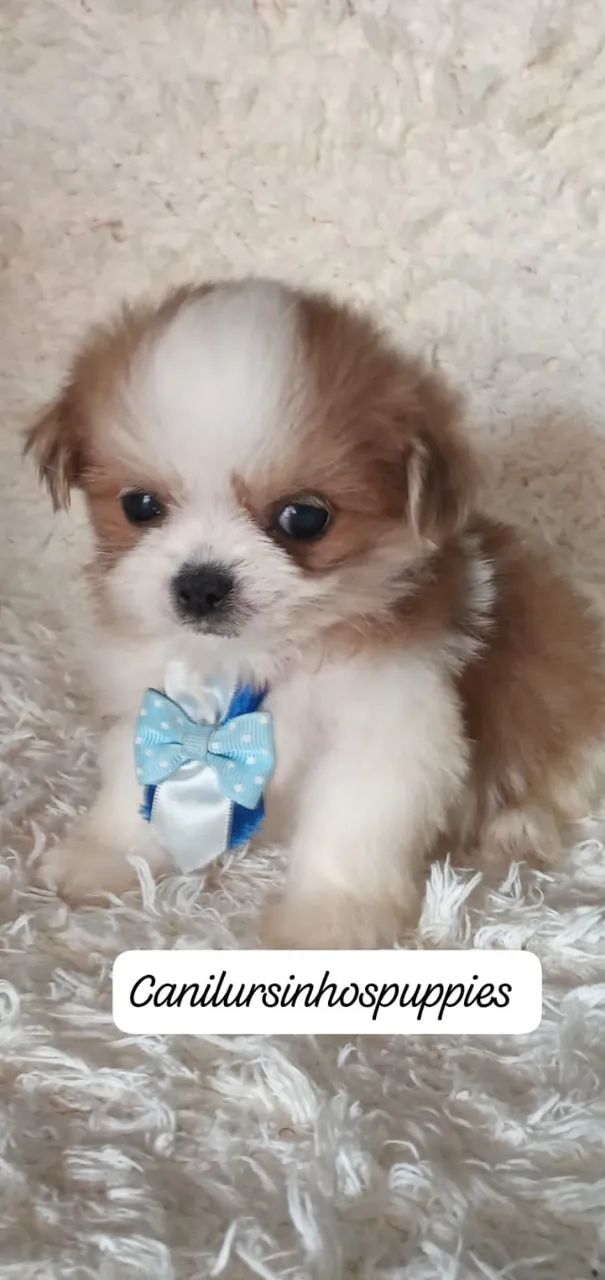 lhasa apso bebes disponíveis e só conferir  - Foto 3
