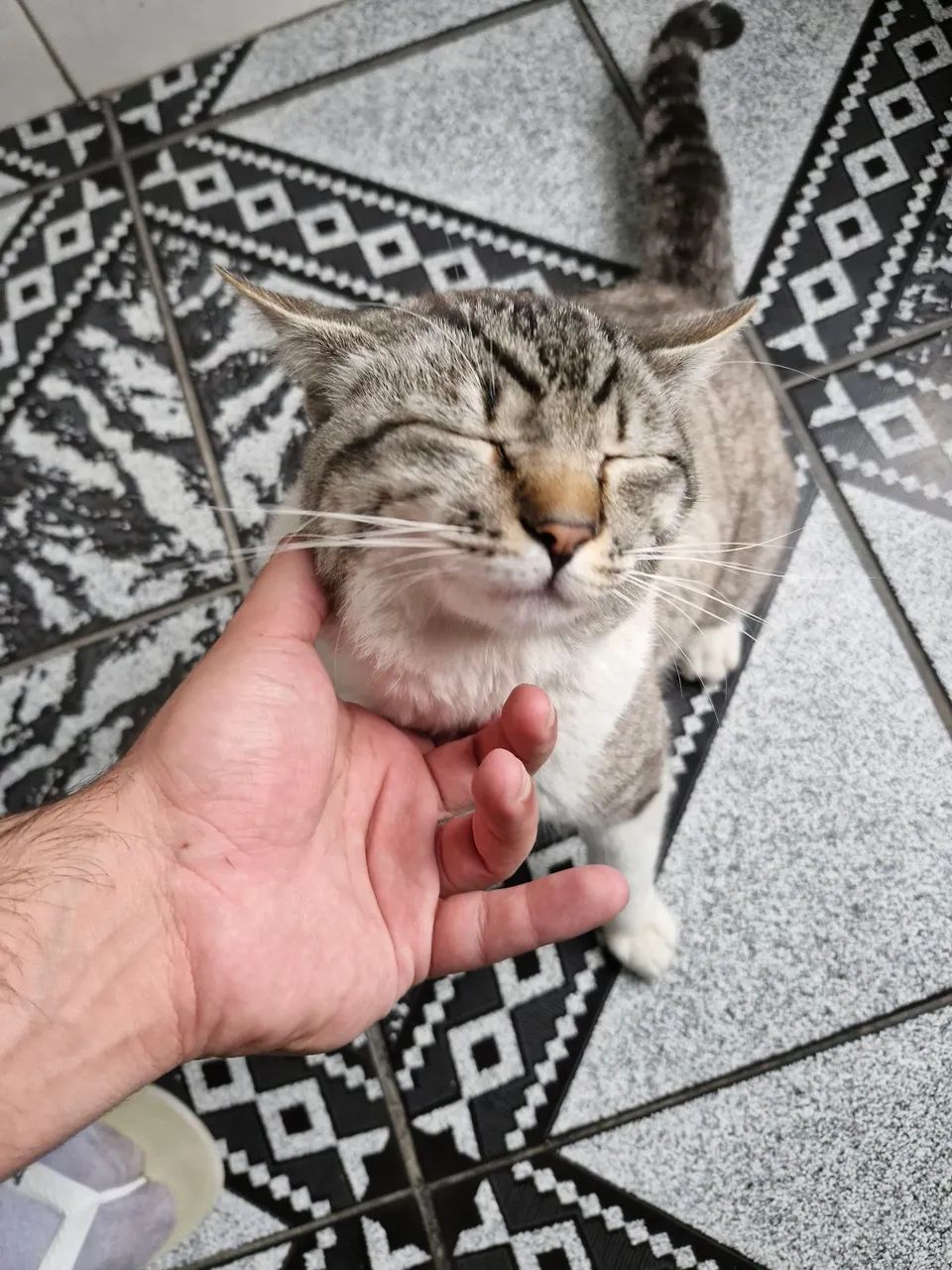 Doa se gato macho - Foto 3
