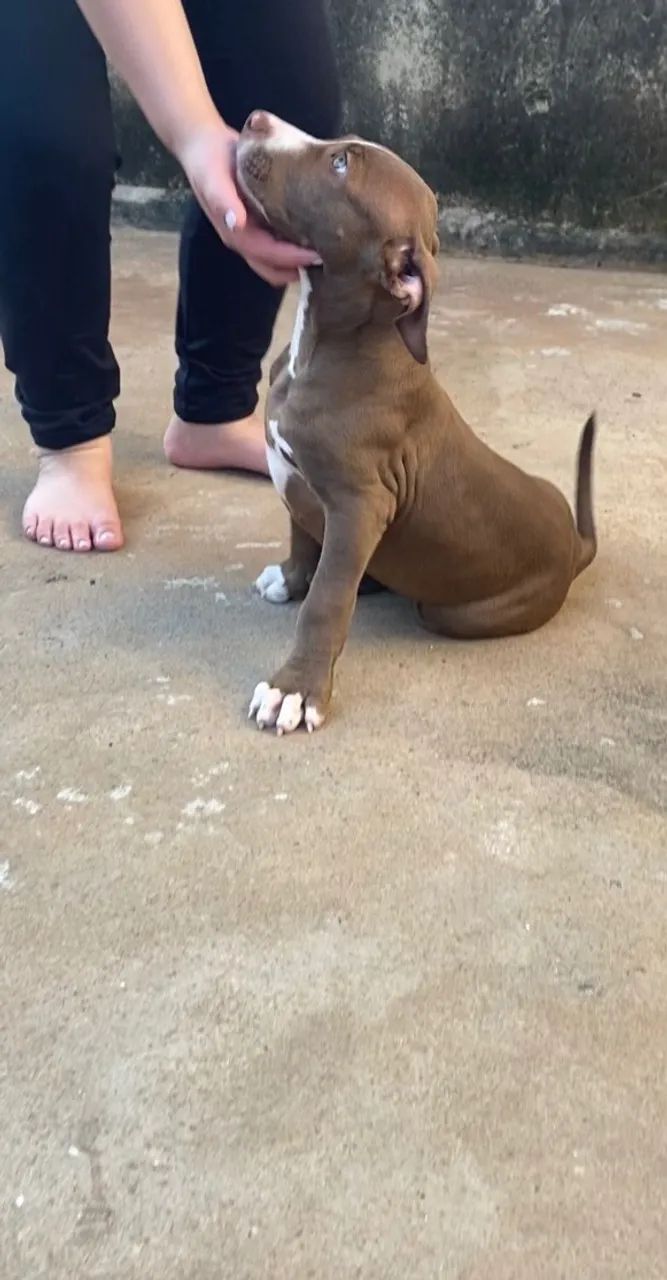 Filho de pit