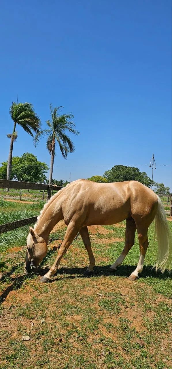 Cavalo - Foto 4