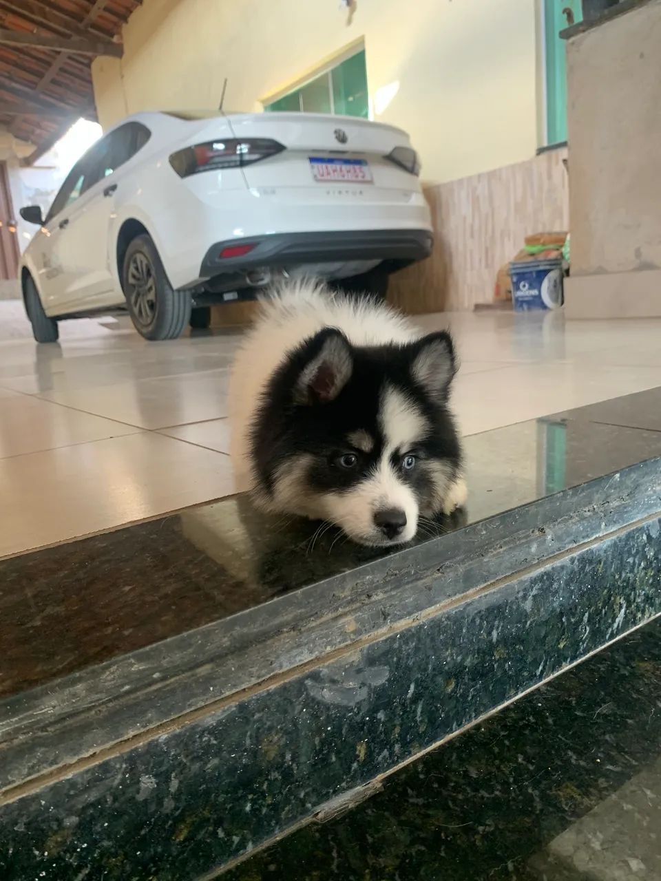 Filhote de Pomsky - Foto 3