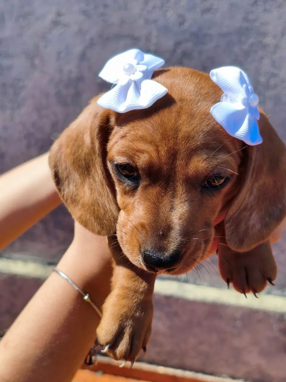 Cachorrinha  - Foto 2