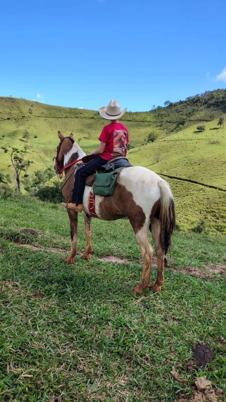 Égua  - Foto 4