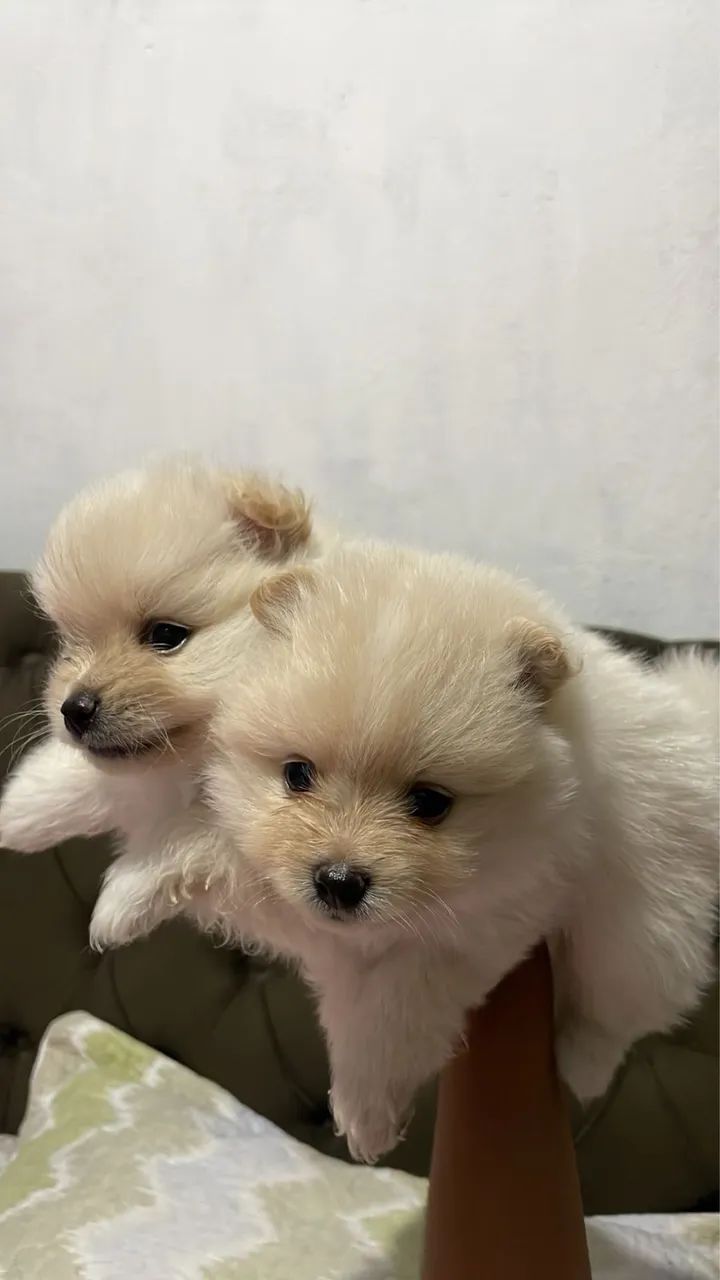 Spitz Alemão 