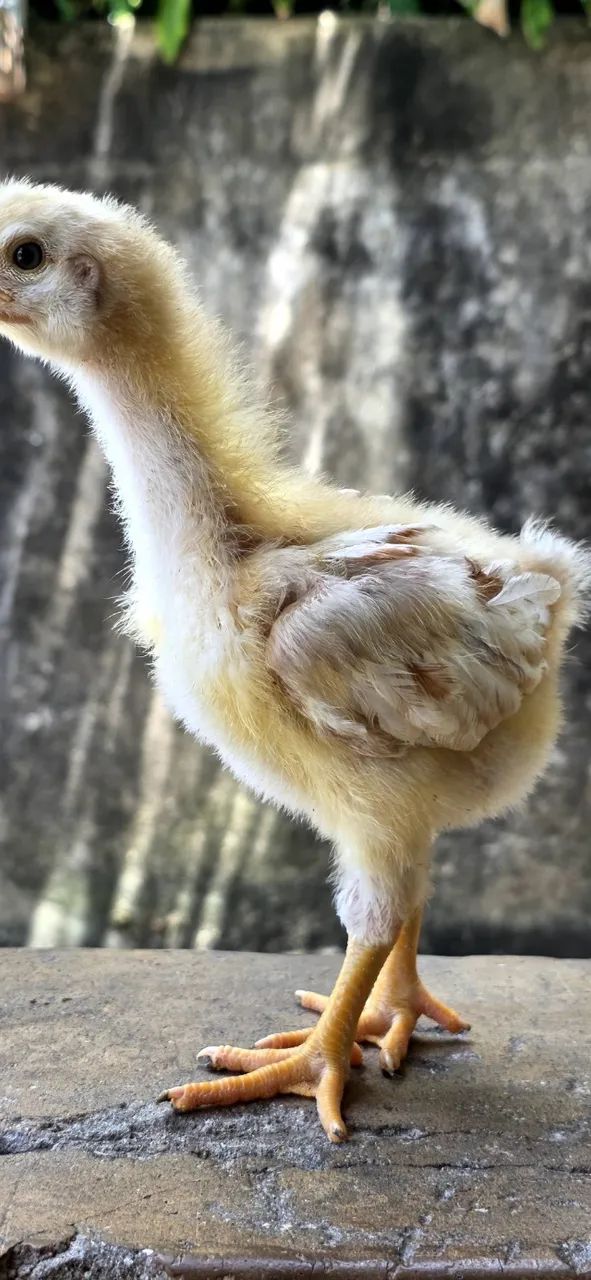 Pintinhos GSB  - Foto 2