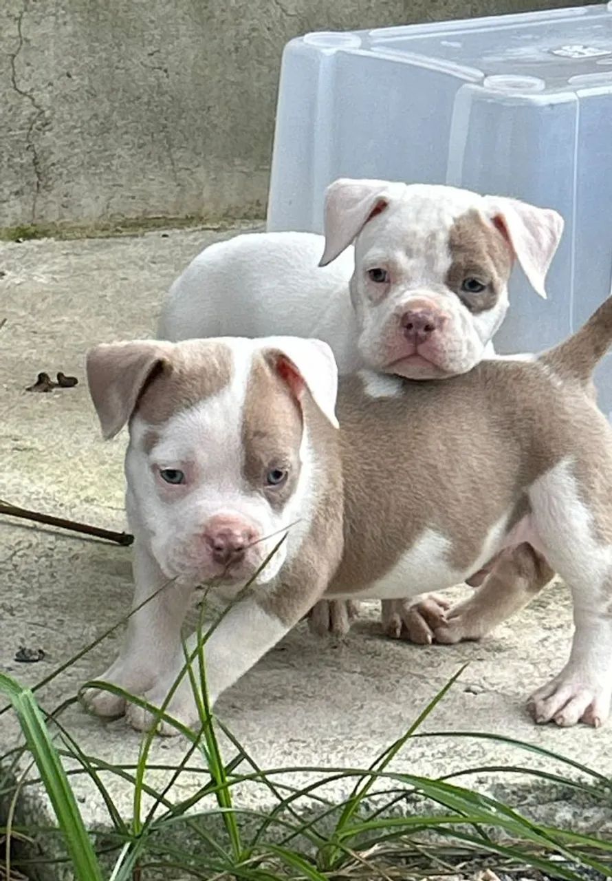 American Bully pocket - Foto 3