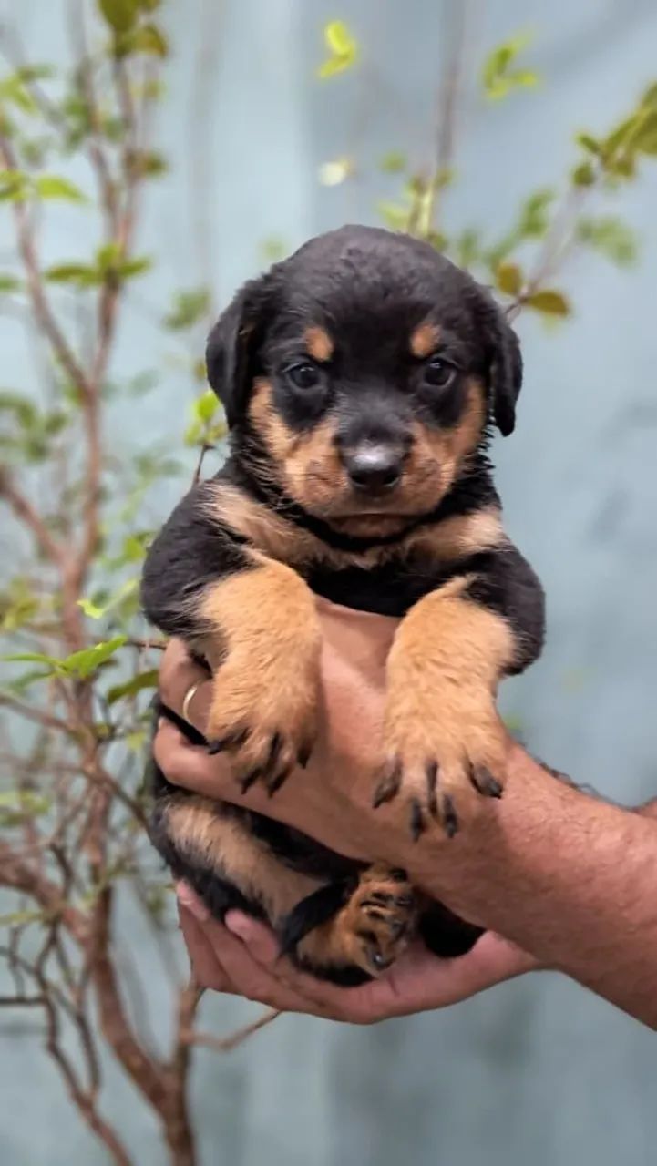 Rottweiler Gigantes - Foto 4