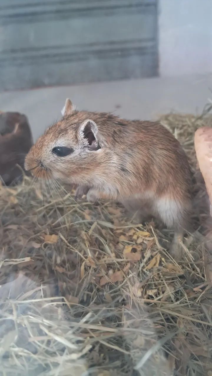Gerbil ou Esquilo da Mongólia