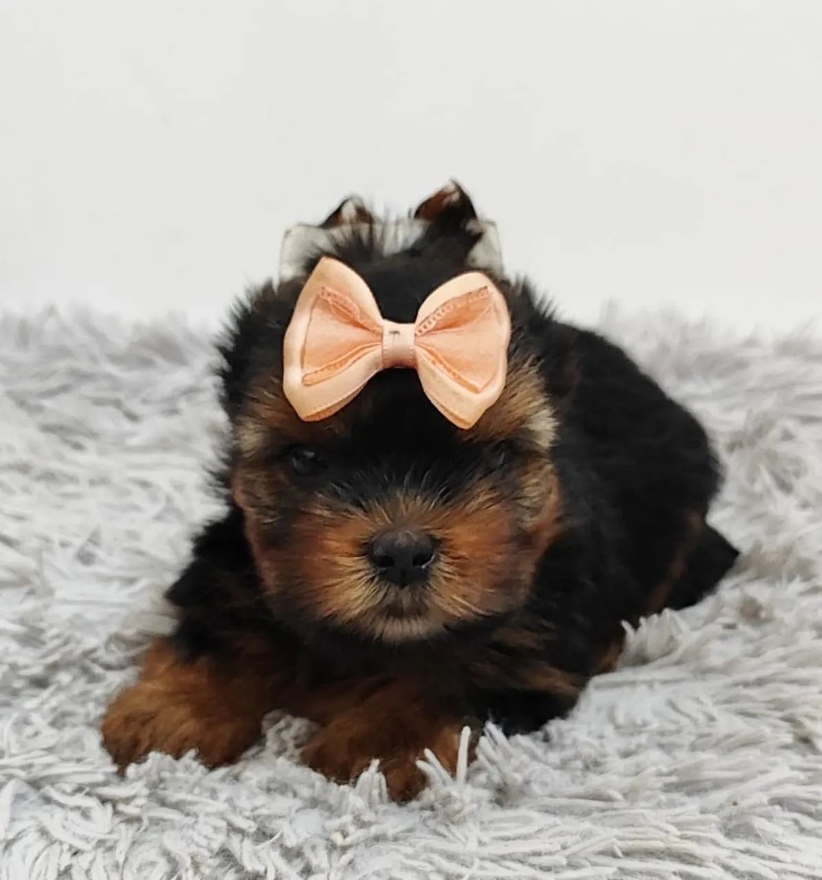 Yorkshire Terrier micro vendas  - Foto 4