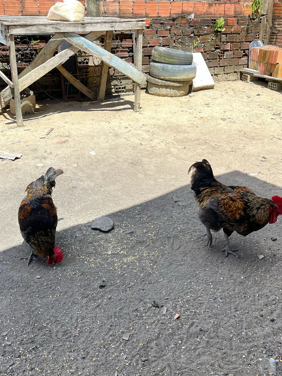 Vende-se frango 70,00 reais cada