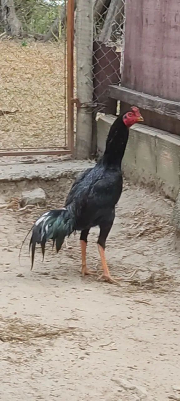 Frango índio  - Foto 3