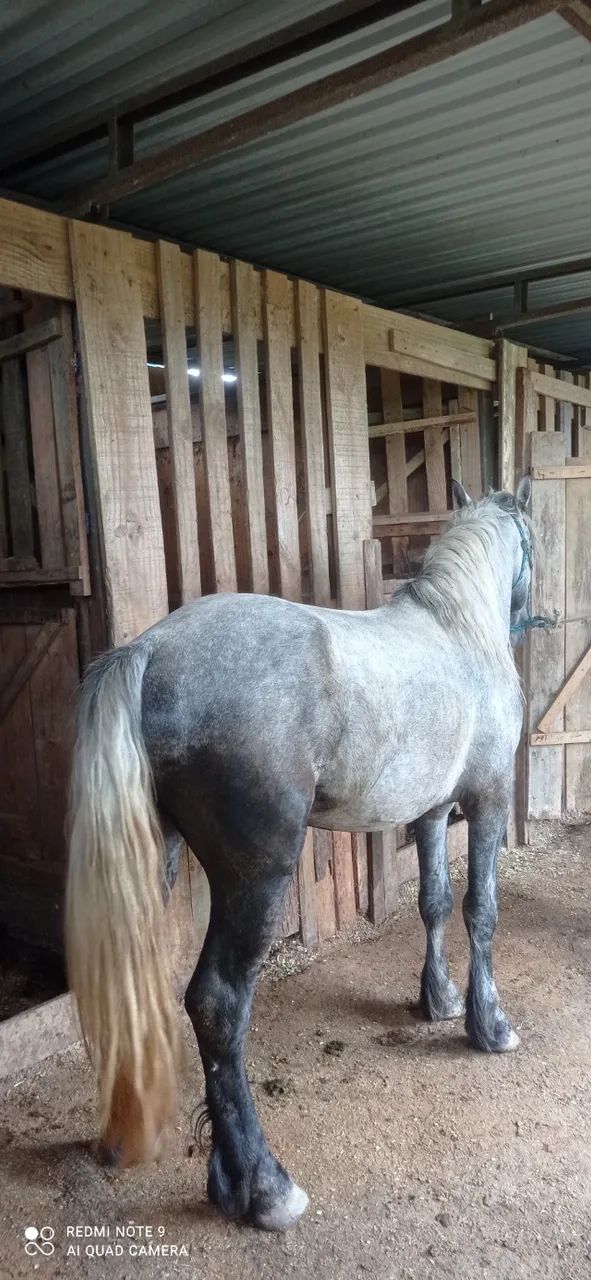 Percheron com 3 anos. - Foto 5