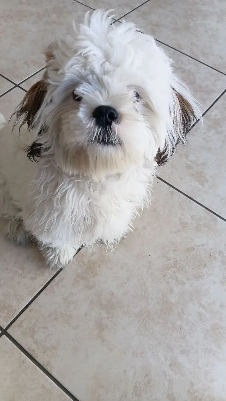 Cachorro