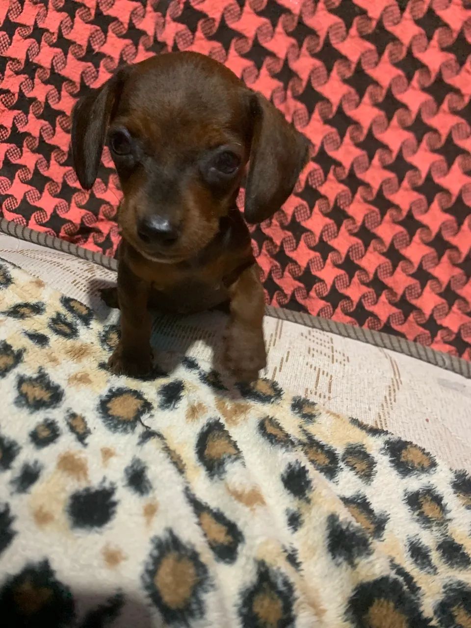 Vendo esse salsicha  - Foto 5