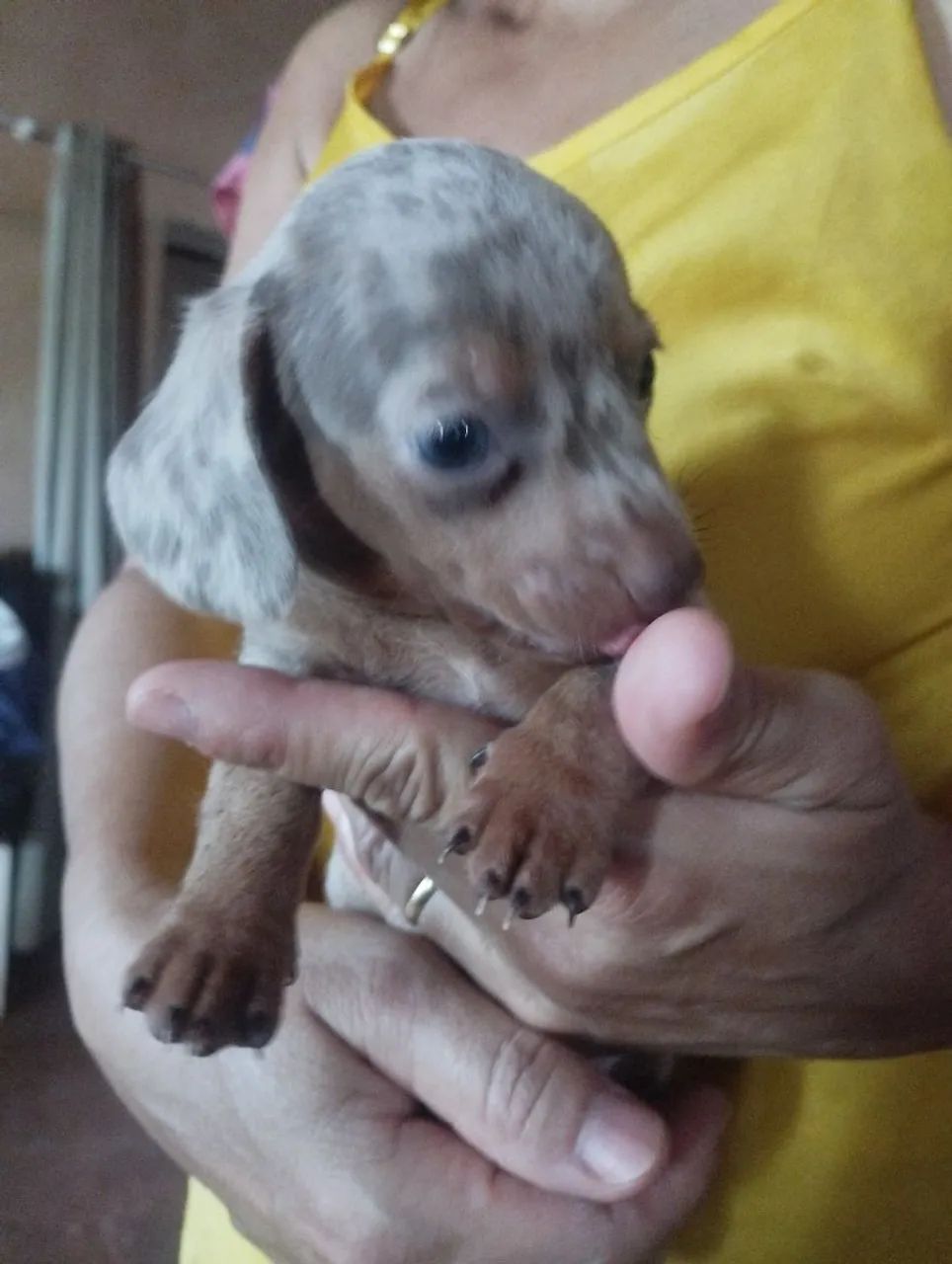 Daschund Kanichen  - Foto 3