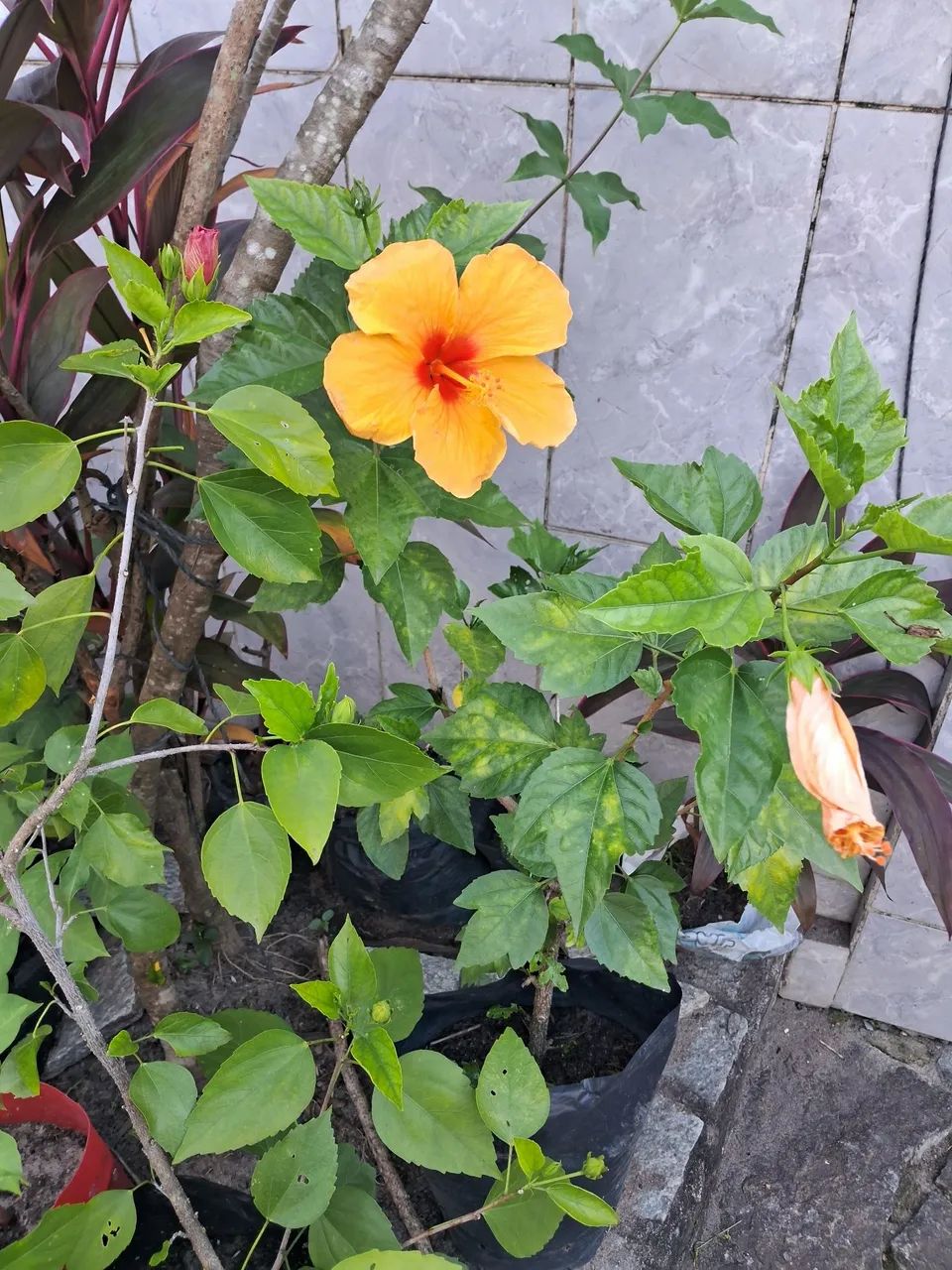 Jardim 