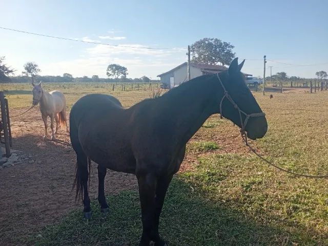 Égua laço comprido valor 6 mil - Foto 3