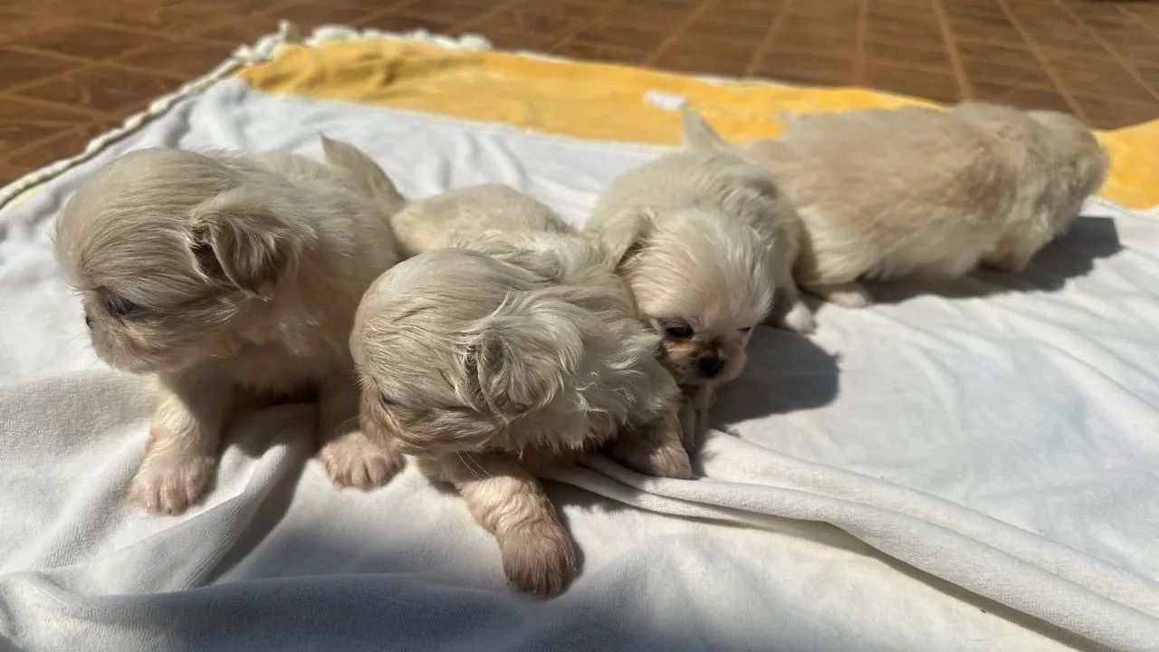 Pequines - Foto 4