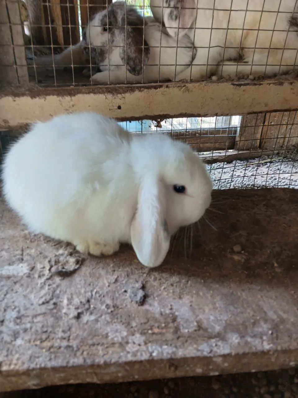 Lindos  coelhos loop uruguaio  - Foto 2