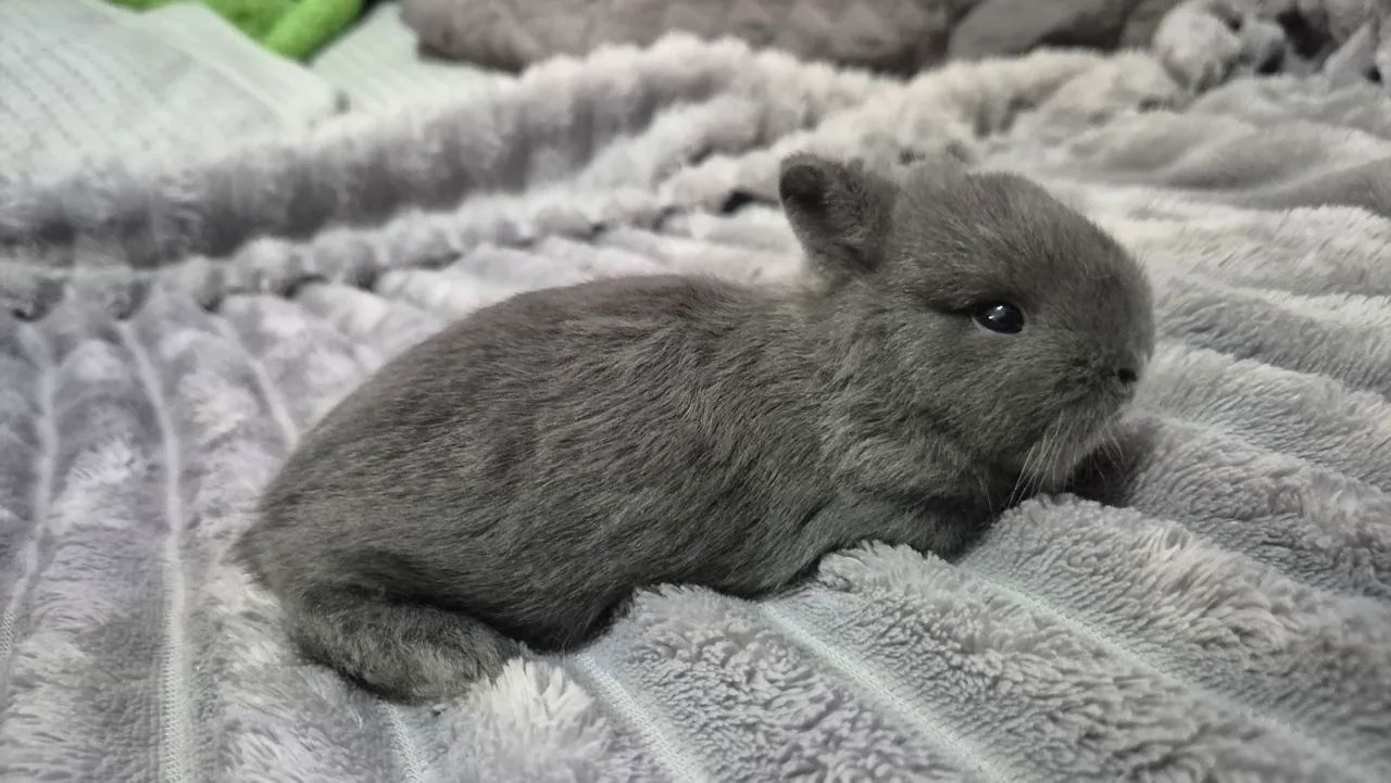 Coelho Anão / Netherland Dwarf - Foto 2